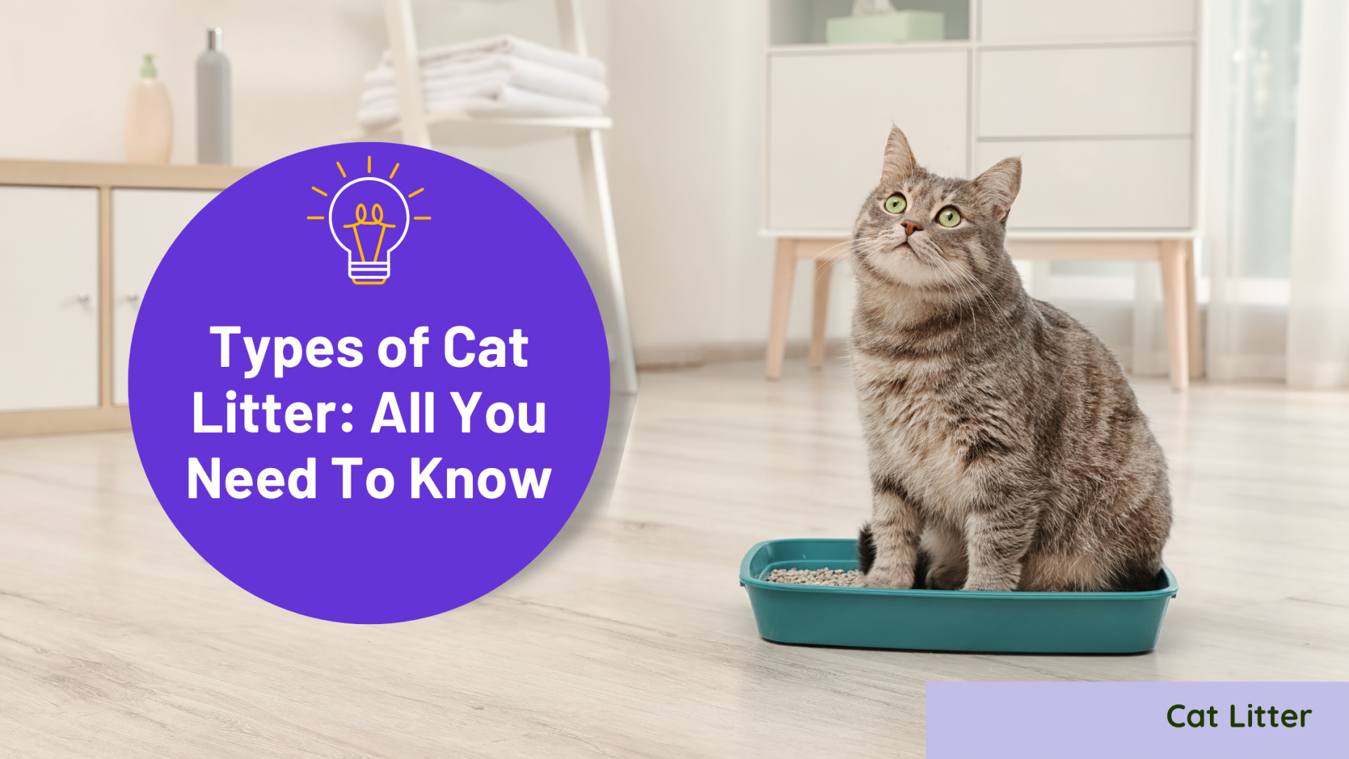 Types of Cat Litter All You Need To Know