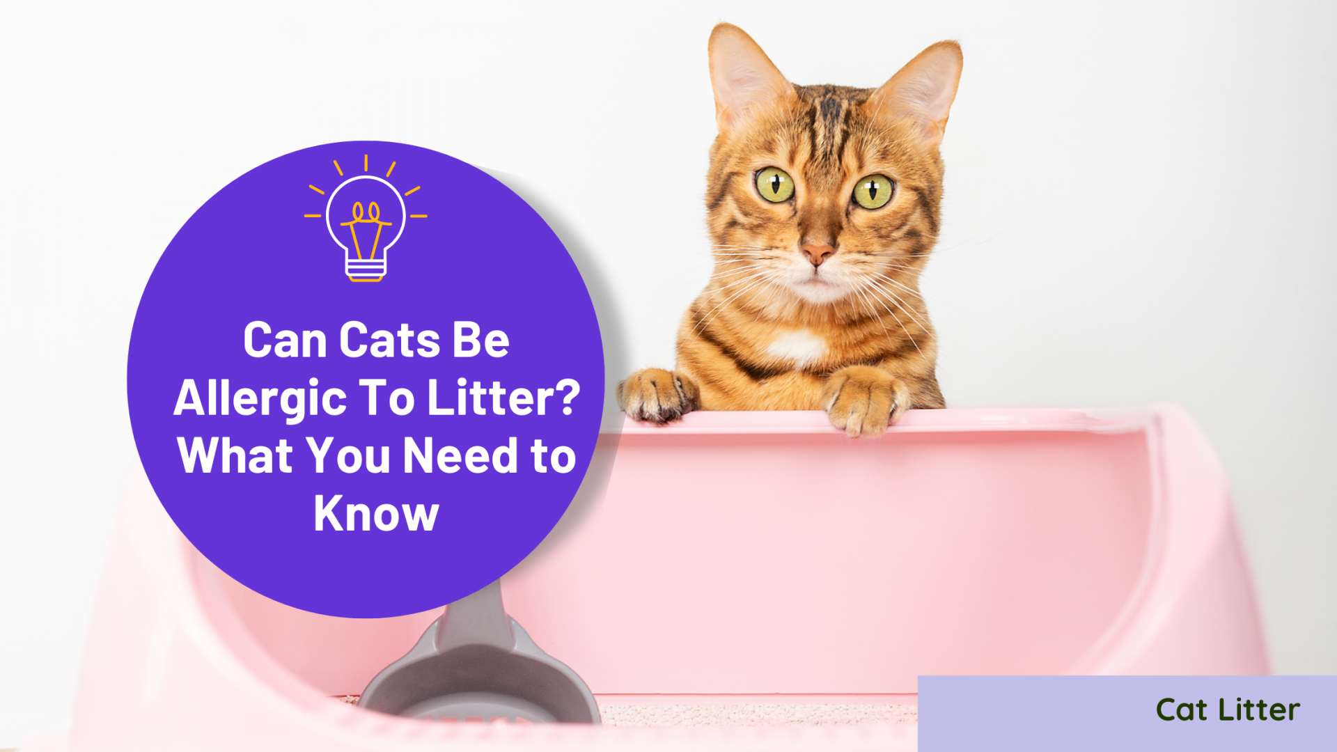 Can Cats Be Allergic To Litter What You Need to Know