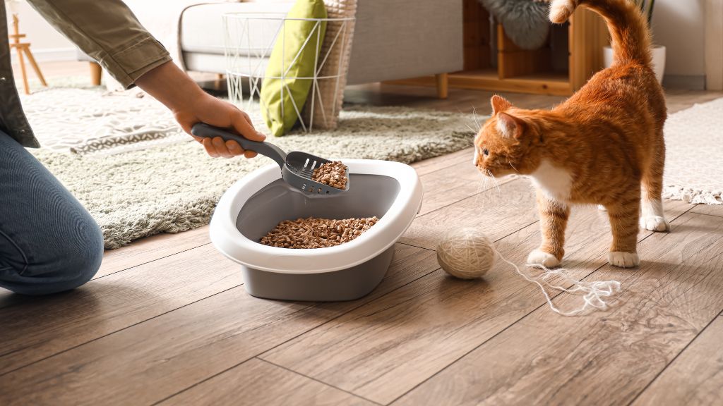 How to Clean a Cat Litter Box A Step-By-Step Guide