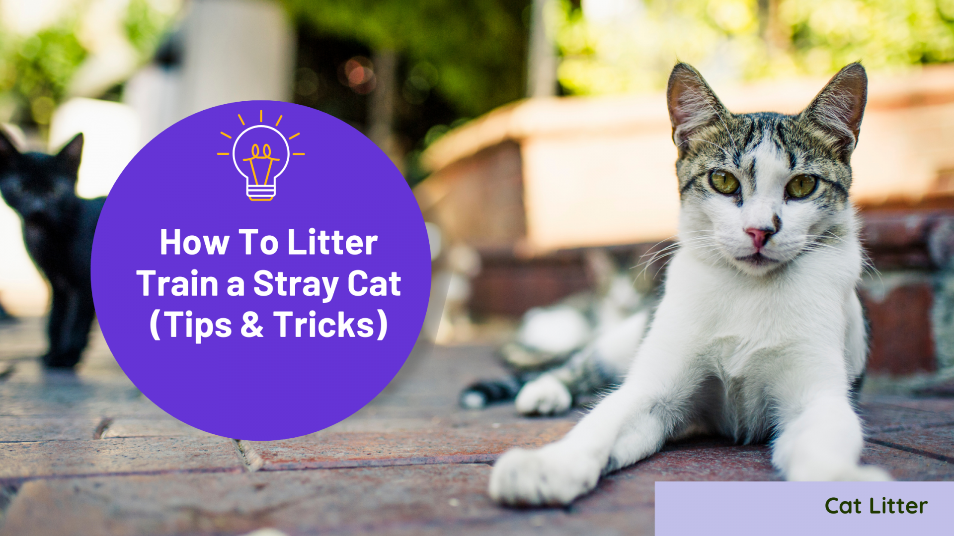 How To Litter Train a Stray Cat (Tips & Tricks)