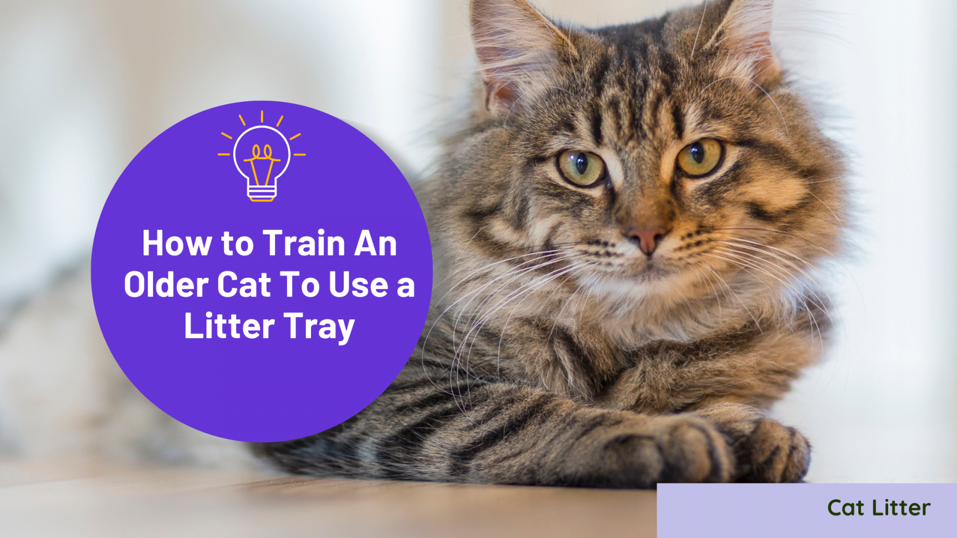 How to Train An Older Cat To Use a Litter Tray