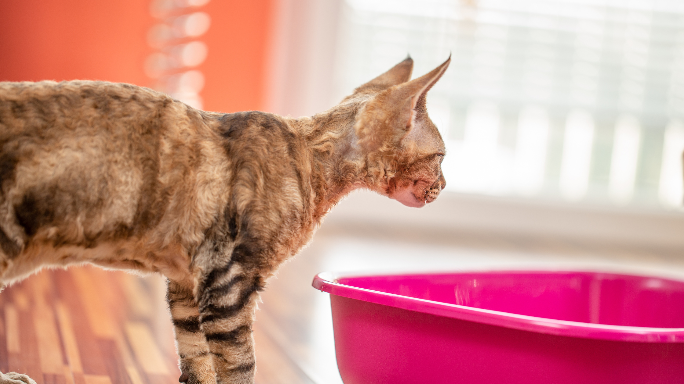 How to Train An Older Cat To Use a Litter Tray (2)