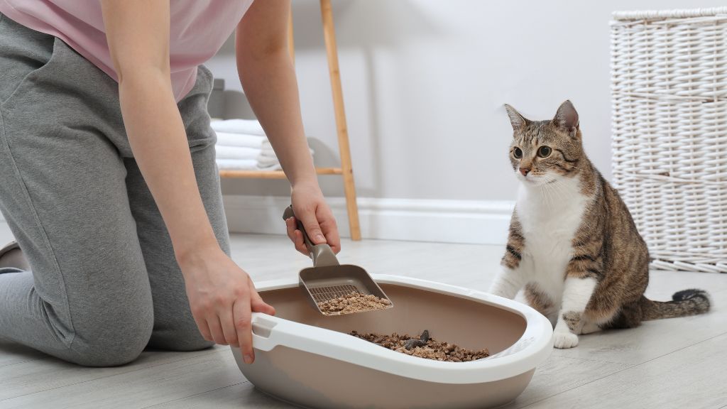 types of Litter Boxes